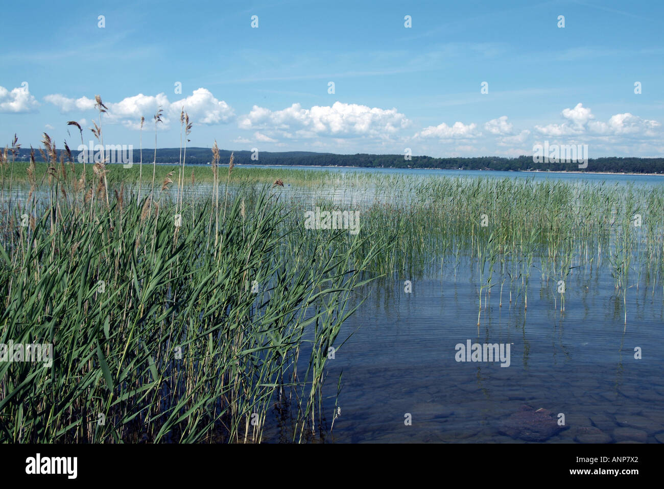Reed, beds, on, lake, Vattern, Sweden, Swedish, habitat, for, rare ...