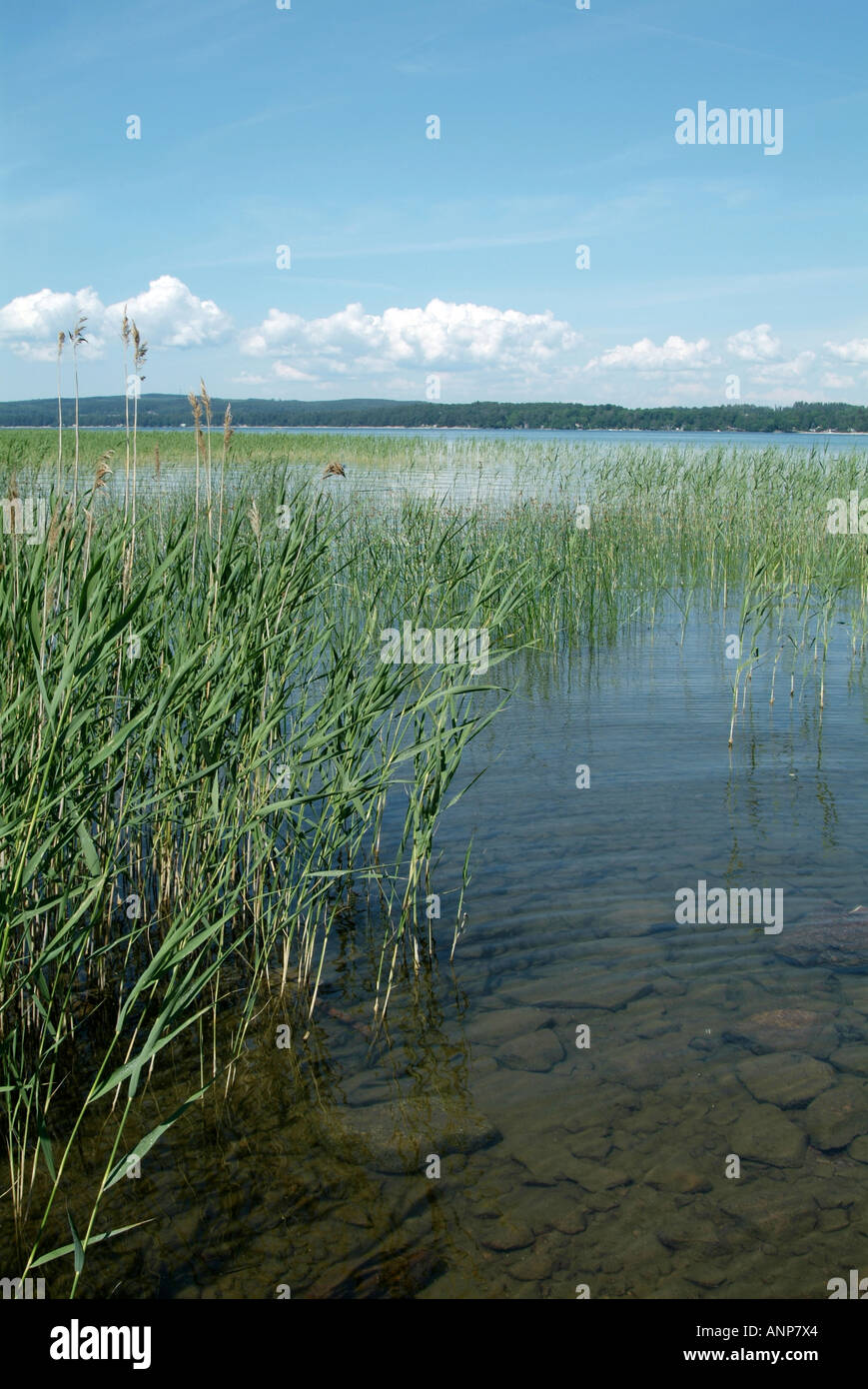 Reed beds on the hi-res stock photography and images - Alamy