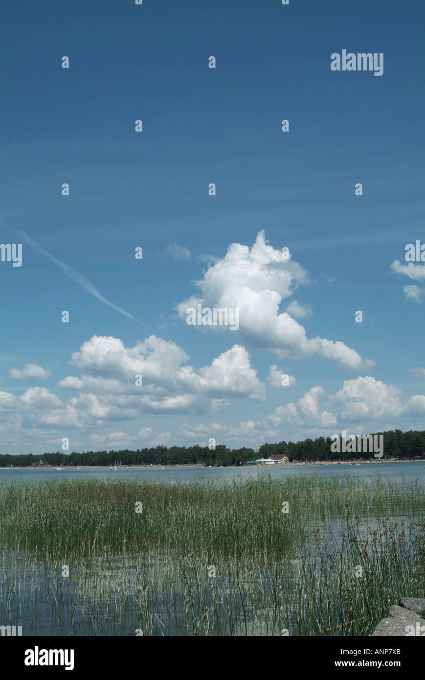 Reed, beds, on, lake, Vattern, Sweden, Swedish, habitat, for, rare, birds, insects, clean, environment, environmental, green, po Stock Photo