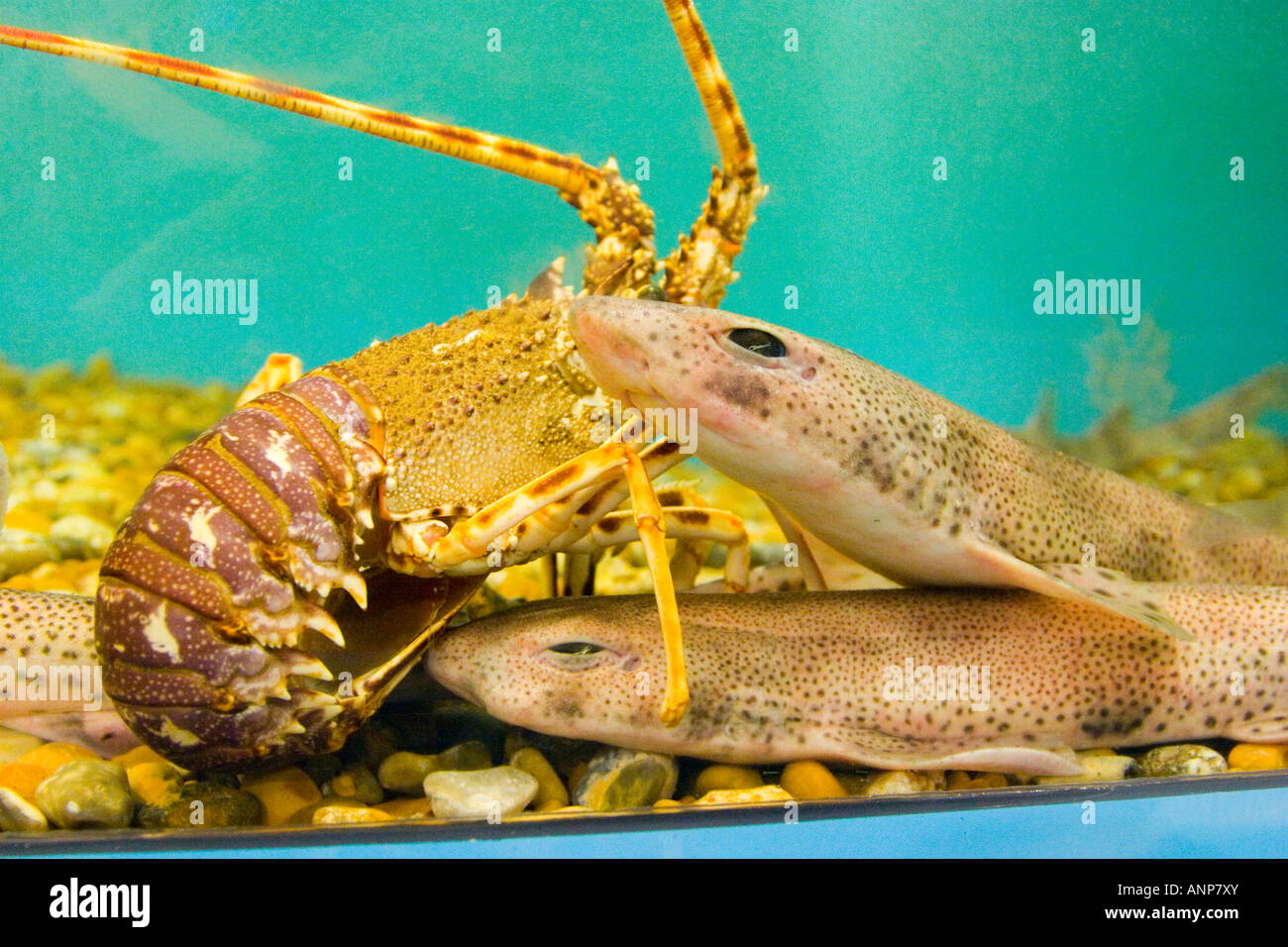 Crawfish in a salt water aquarium Stock Photo