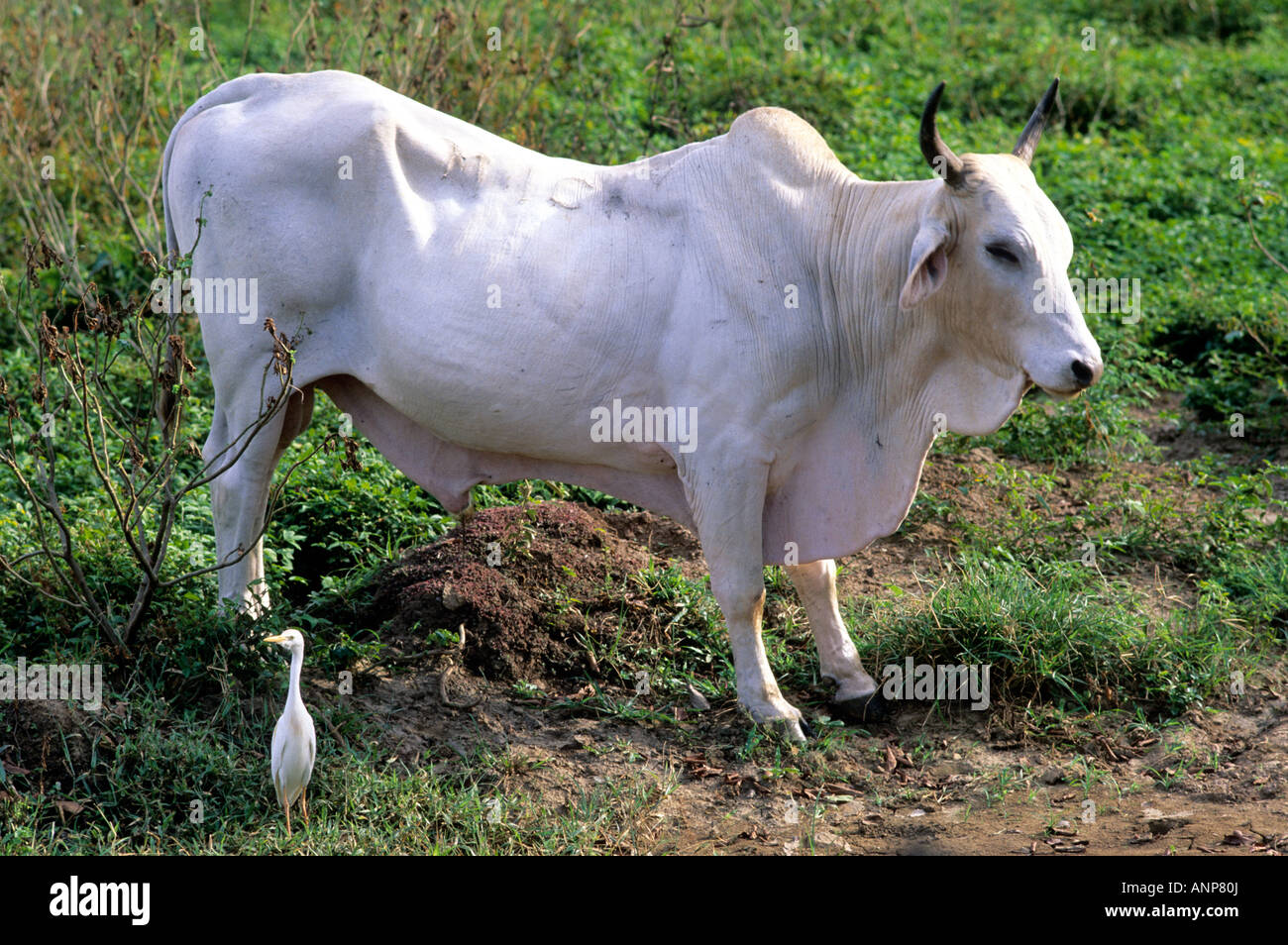 Brahma bull Brahman a breed of cattle Stock Photo