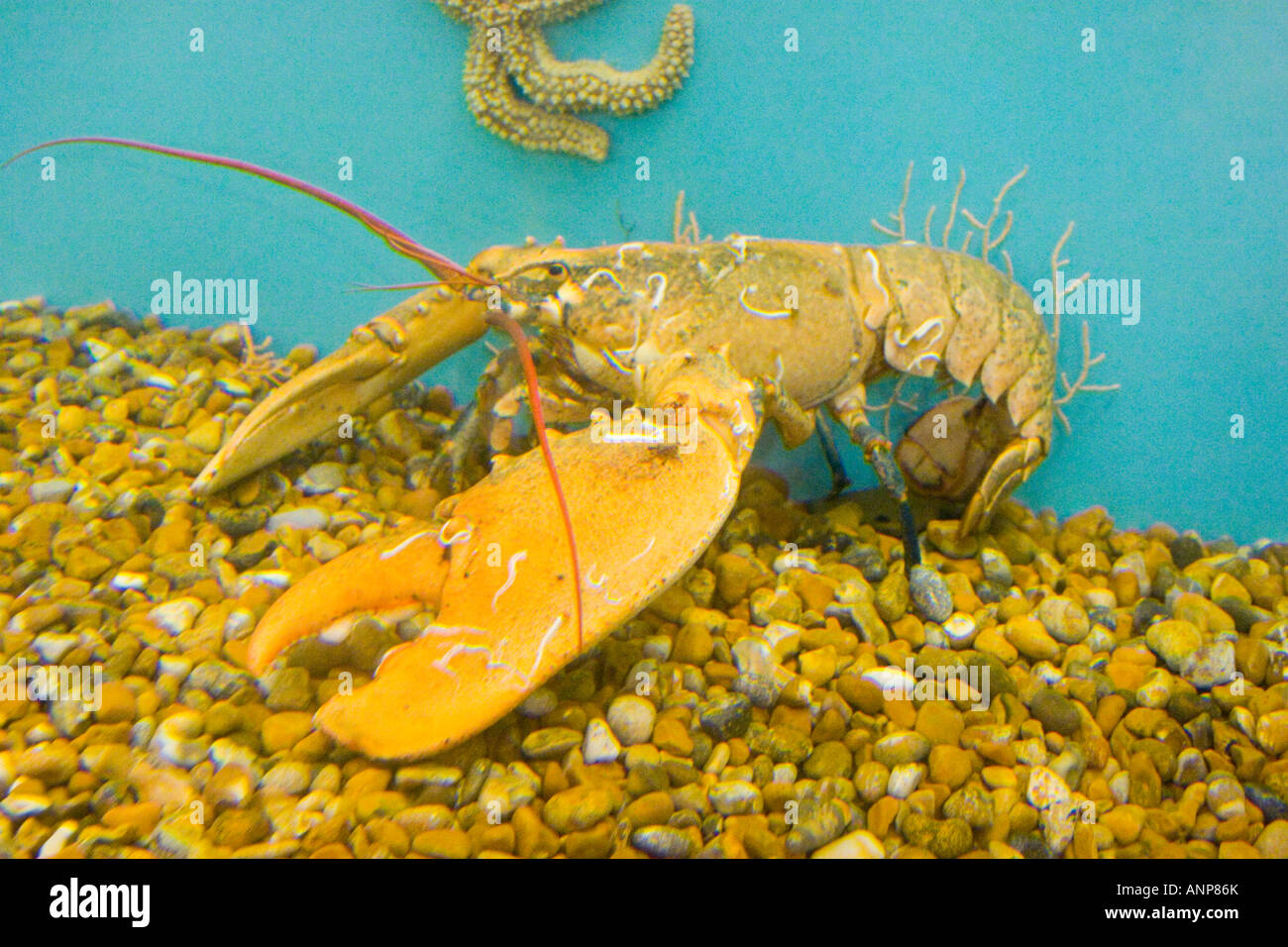 Lobster in a salt water aquarium Stock Photo