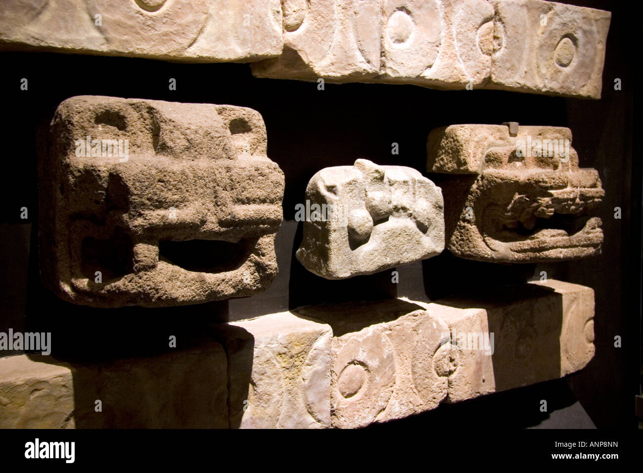 Carved serpent heads are artifacts from Teotihuacan on display in the National Museum of Anthropology in Mexico City Mexico Stock Photo