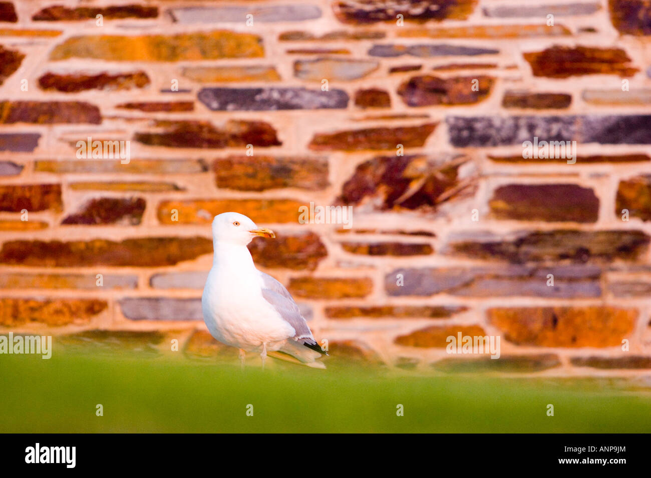 Herring gull in the garden of a seaside holiday cottage with attractive