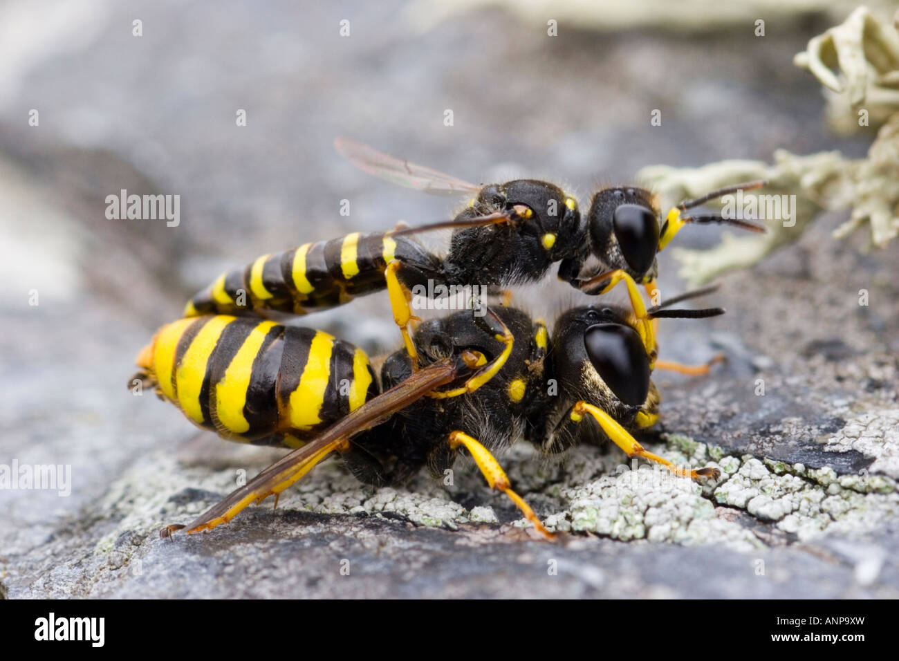 Two wasps mating mellinus arvensis Stock Photo