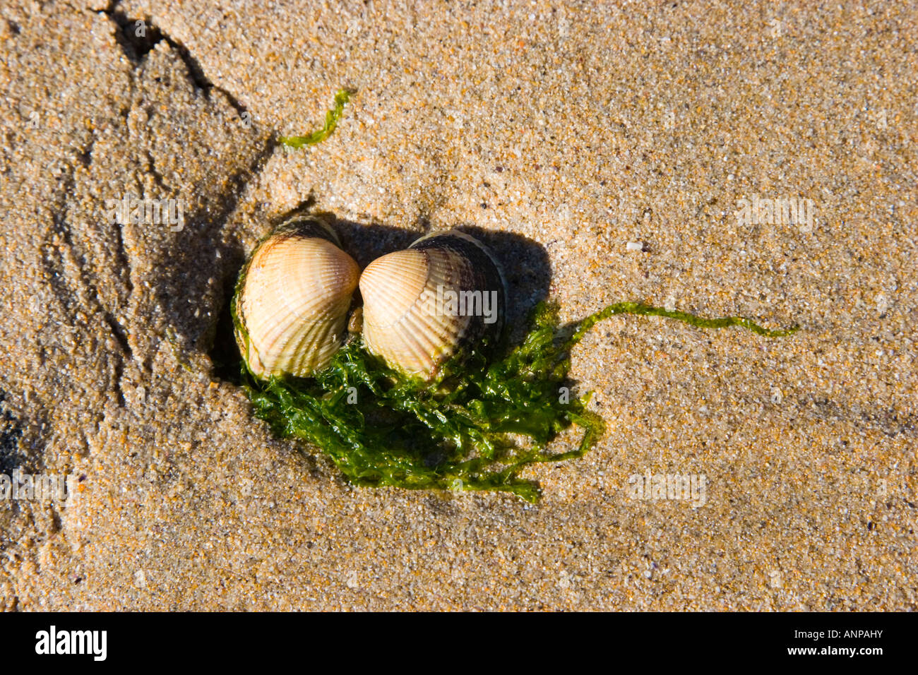 Pair of shells and seaweed in the sand Stock Photo Alamy