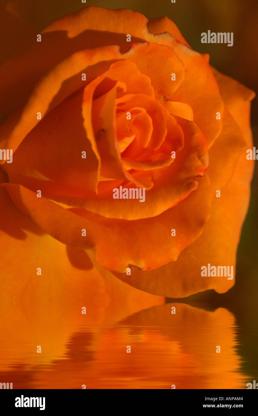 Abstract orange flower hi-res stock photography and images - Alamy