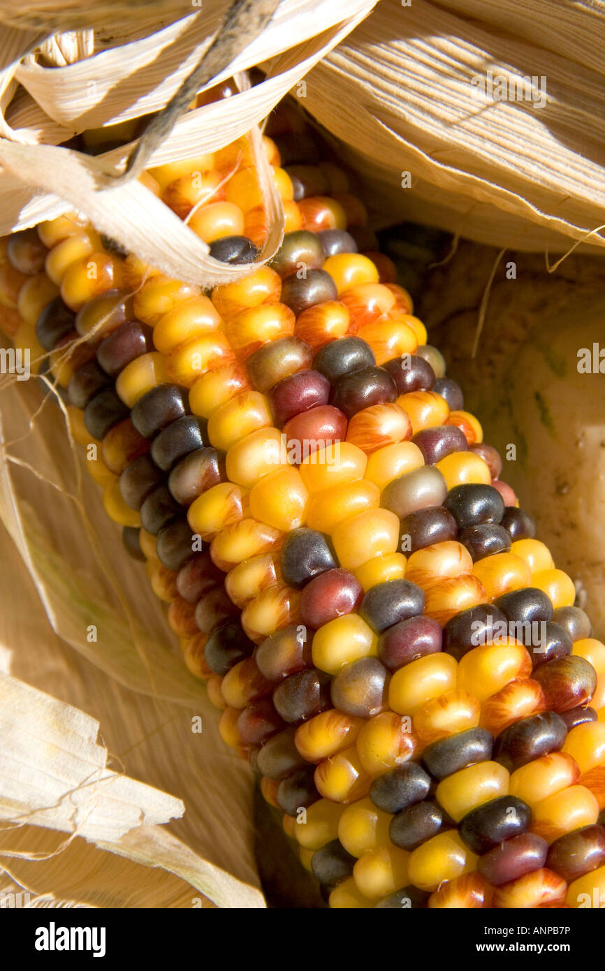 Indian corn display at a roadside fruit stand in Fruitland Idaho Stock