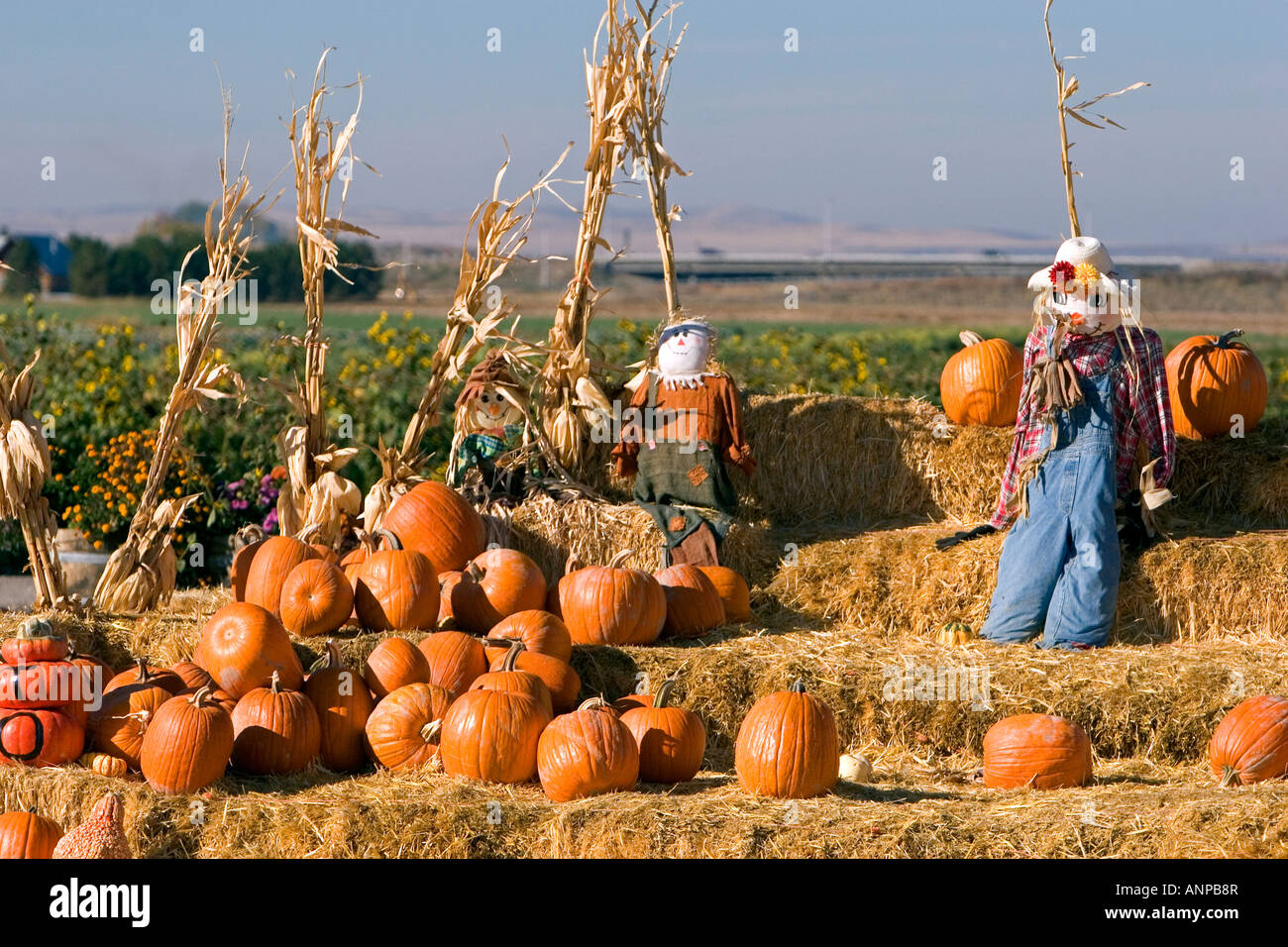 Pumpkin display with hay bales and scarecrows at a roadside fruit stand in Fruitland Idaho Stock