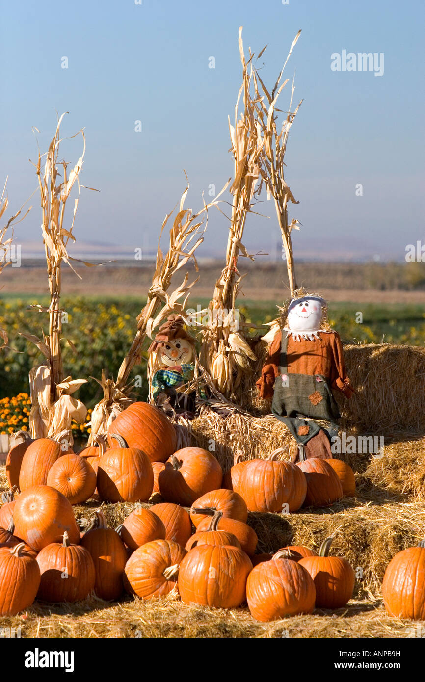 Pumpkin display with hay bales and scarecrows at a roadside fruit stand