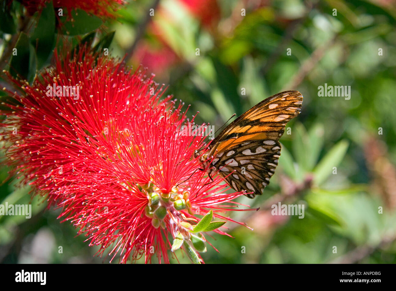A monarch butterfly feeding on the bloom of a Crimson Bottlebrush near Teotihuacan in the State of Mexico Mexico Stock Photo