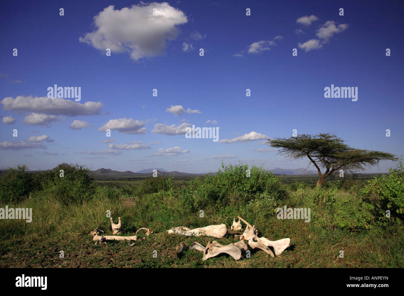 Bones of animals on the Masai Mara Kenya Africa Stock Photo