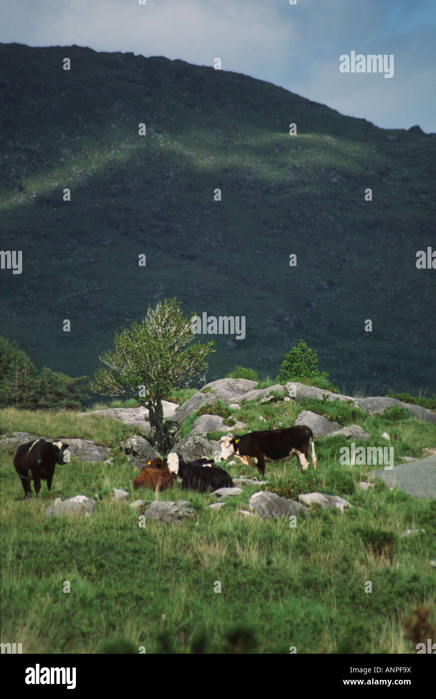 group of cows on a field Stock Photo - Alamy