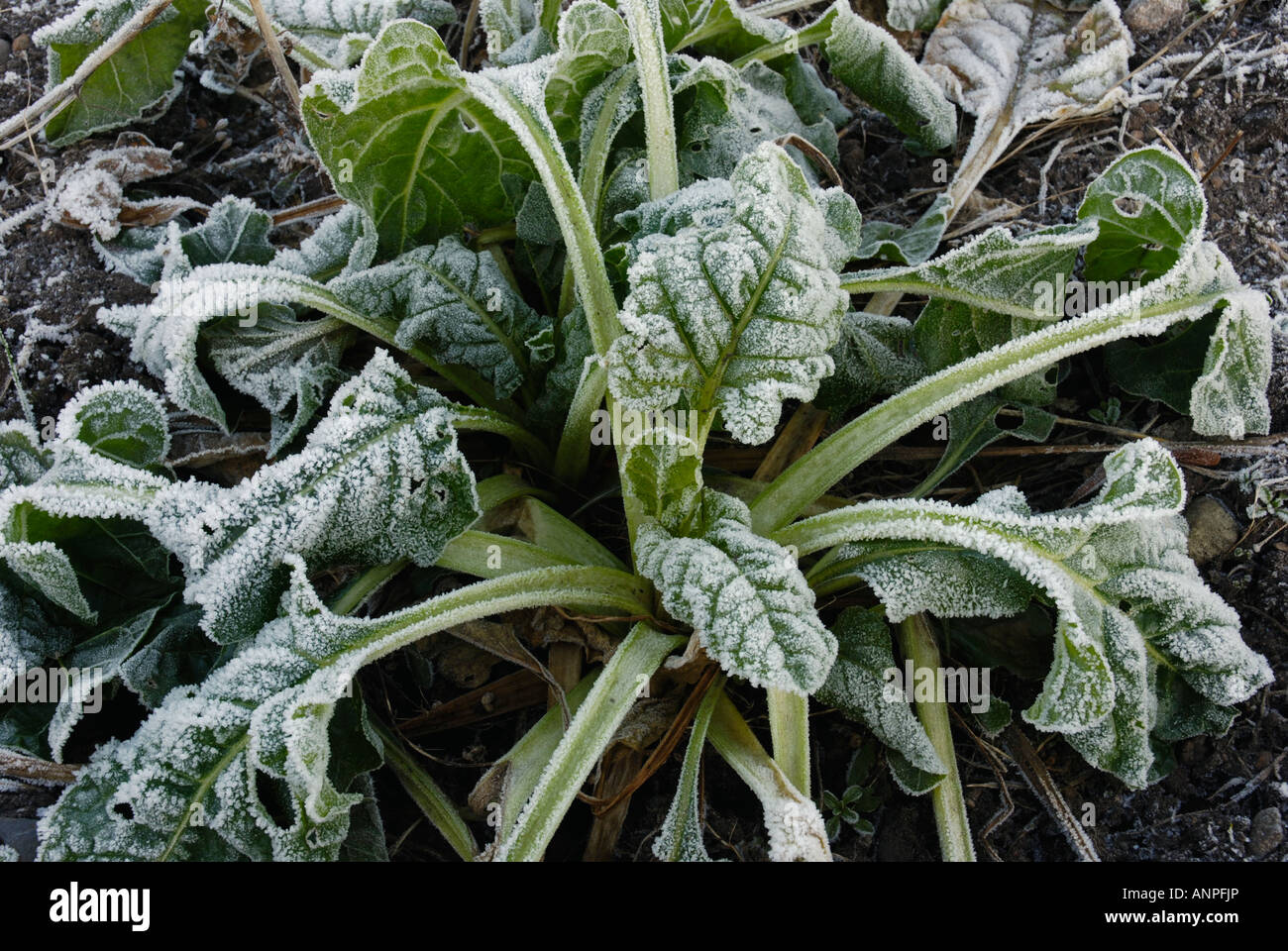 Spinach Beet Stock Photo Alamy