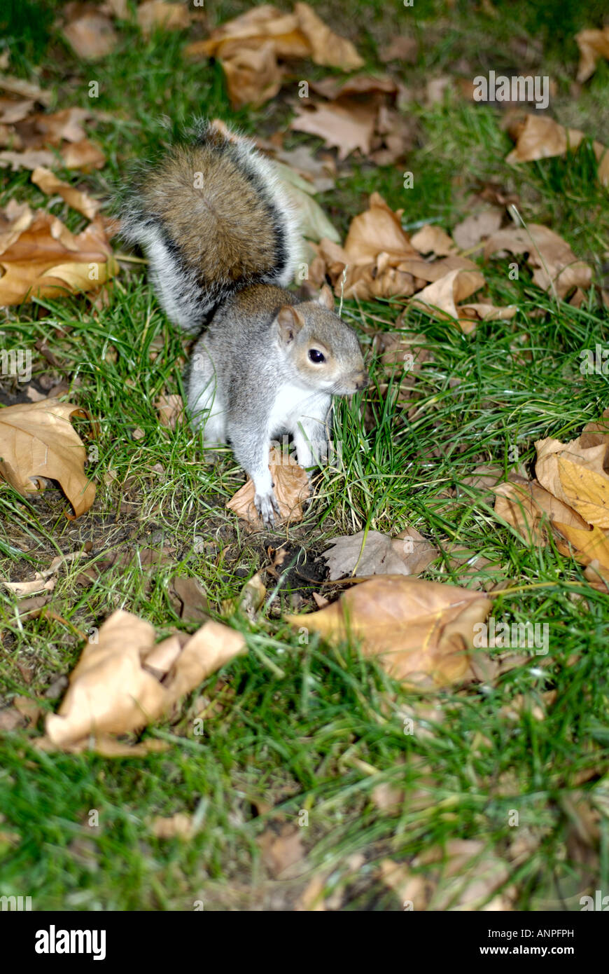 Grey squirrel Sciurus caroliniensis feed feeding London UK Stock Photo