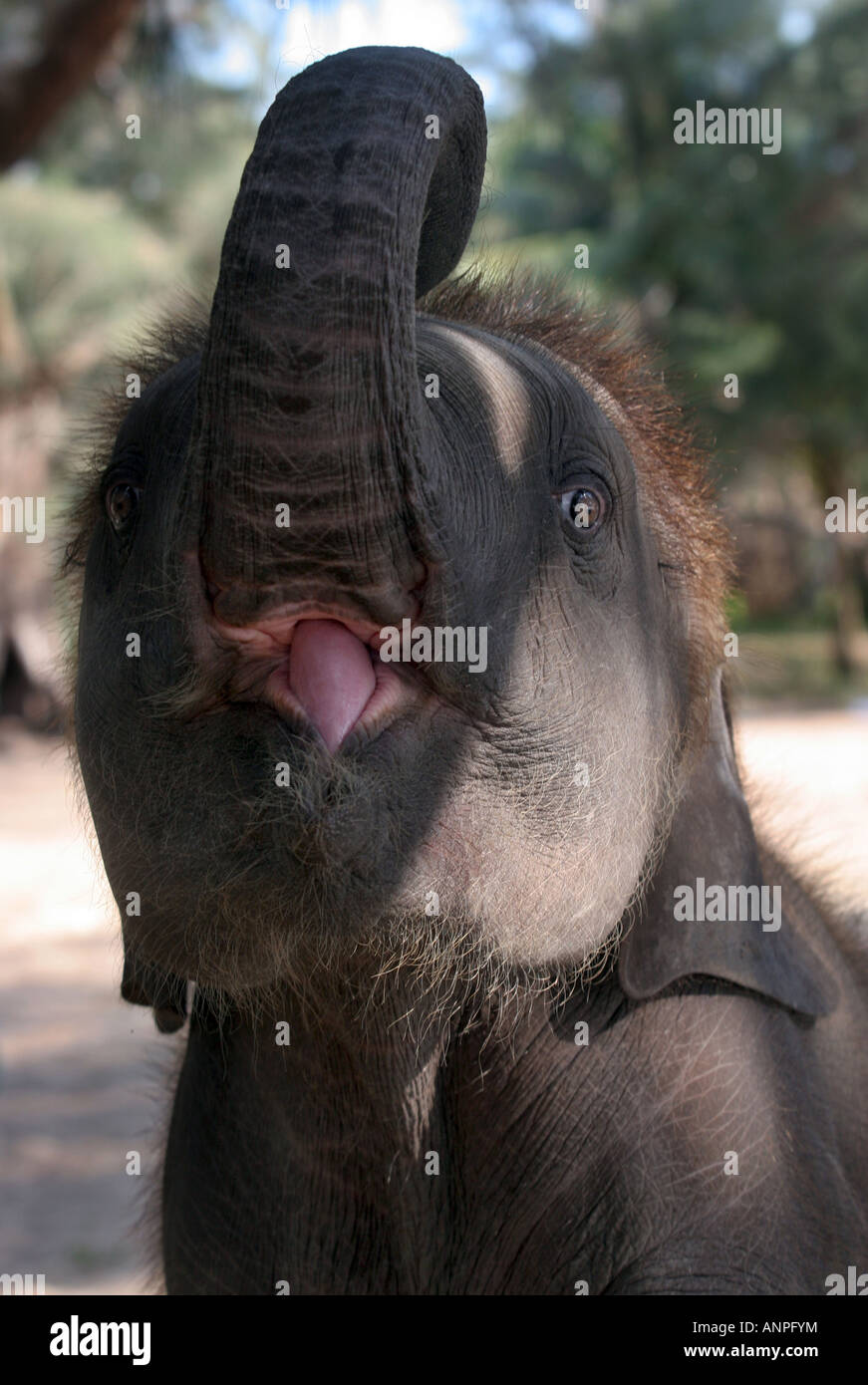 Yawning Elephant