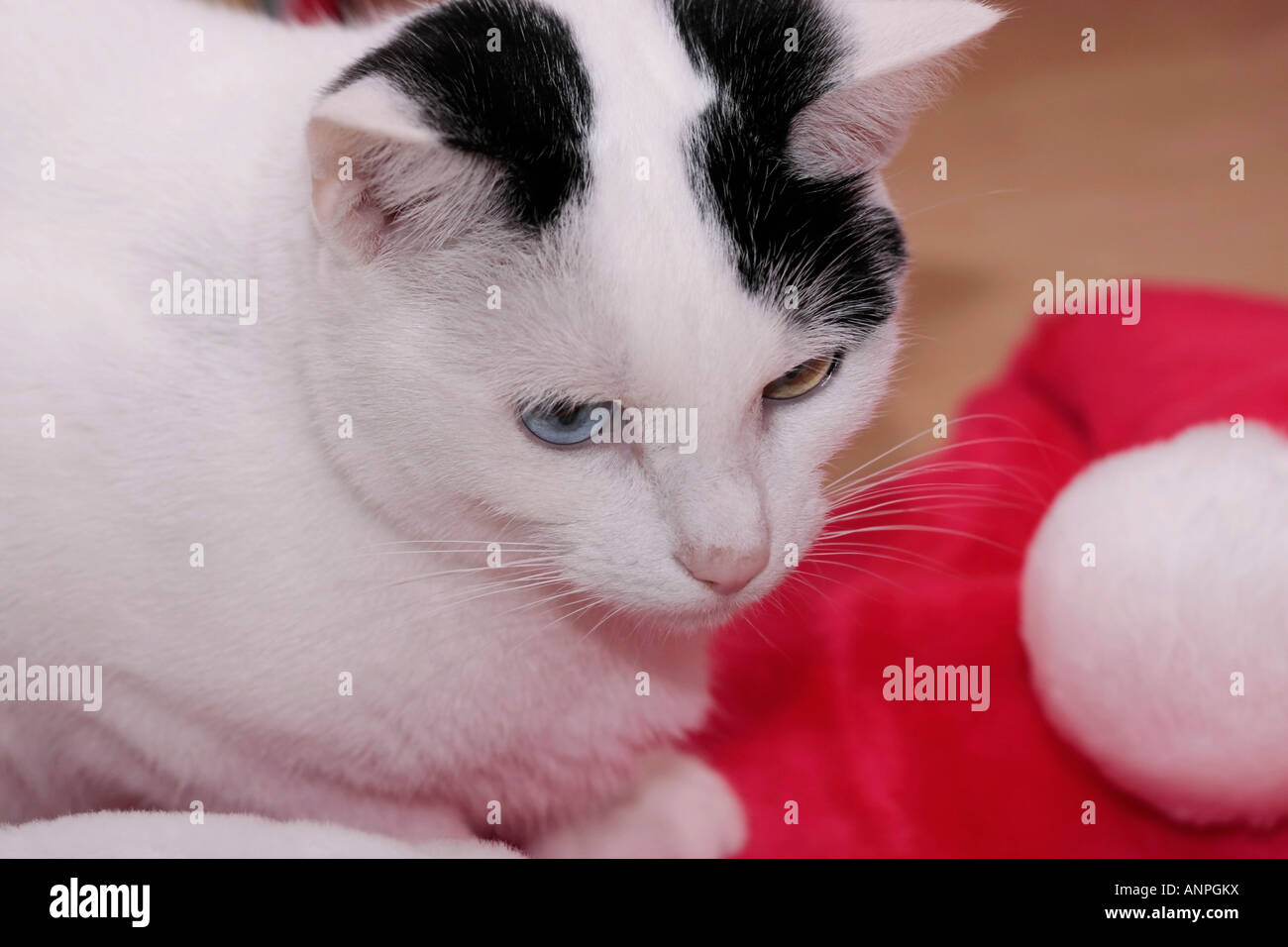 A portrait of a black and white domestic cat (Felis catus) sitting beside her red Christmas