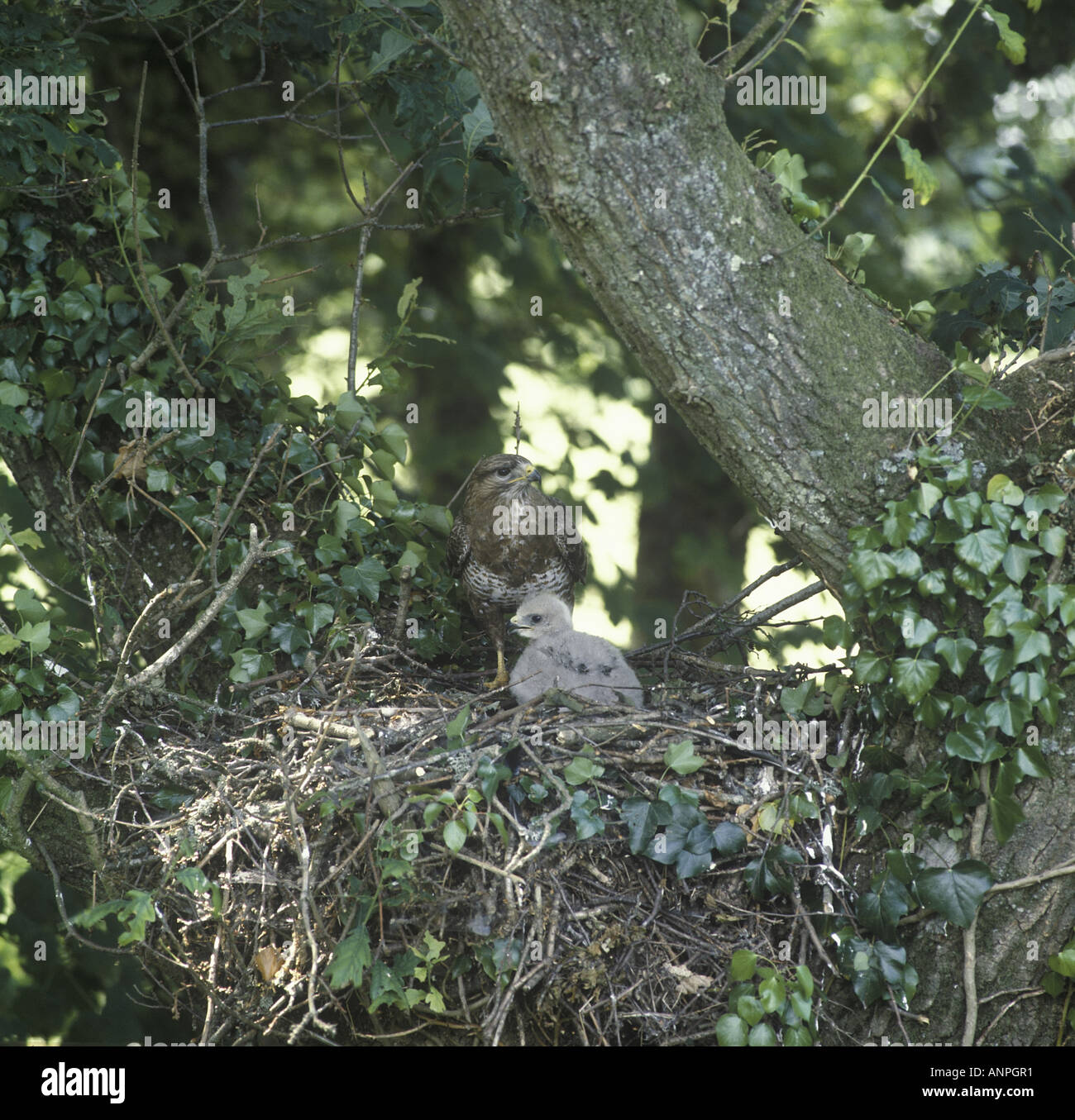 Buteo buteo common buzzard nest hires stock photography and images Alamy