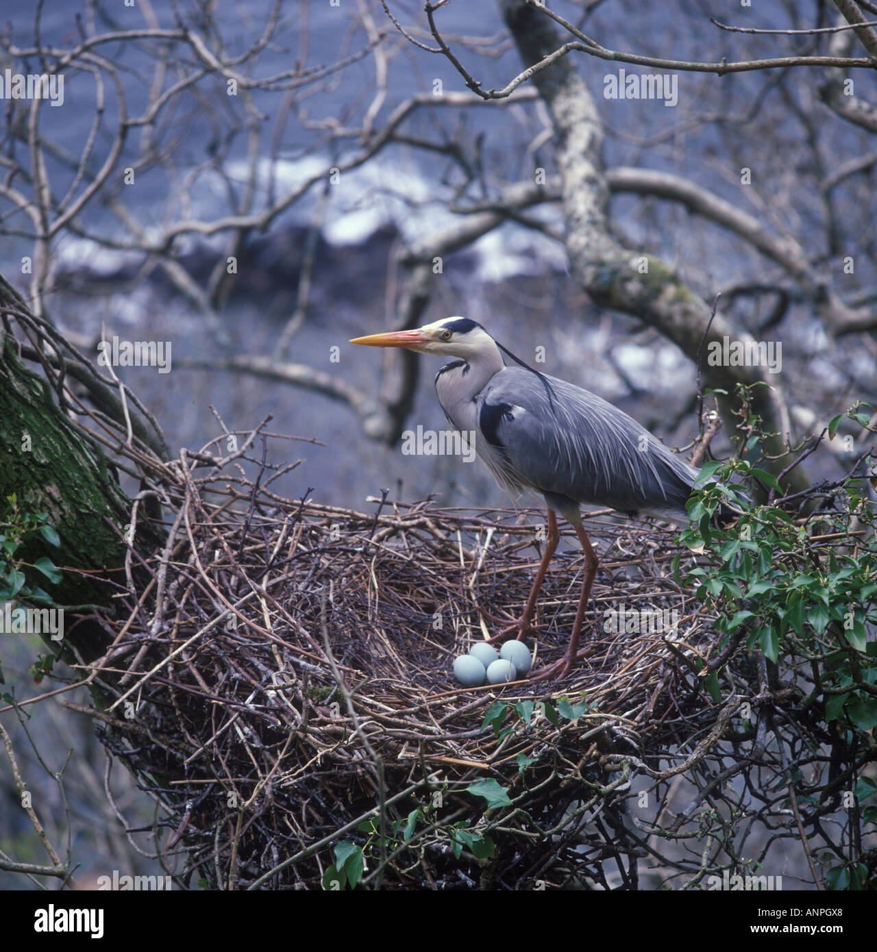 heron-nest-eggs-hi-res-stock-photography-and-images-alamy