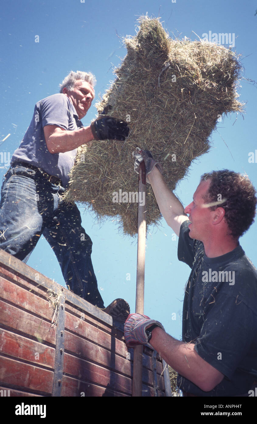 Harvest tractors hay farming farmers hi-res stock photography and ...