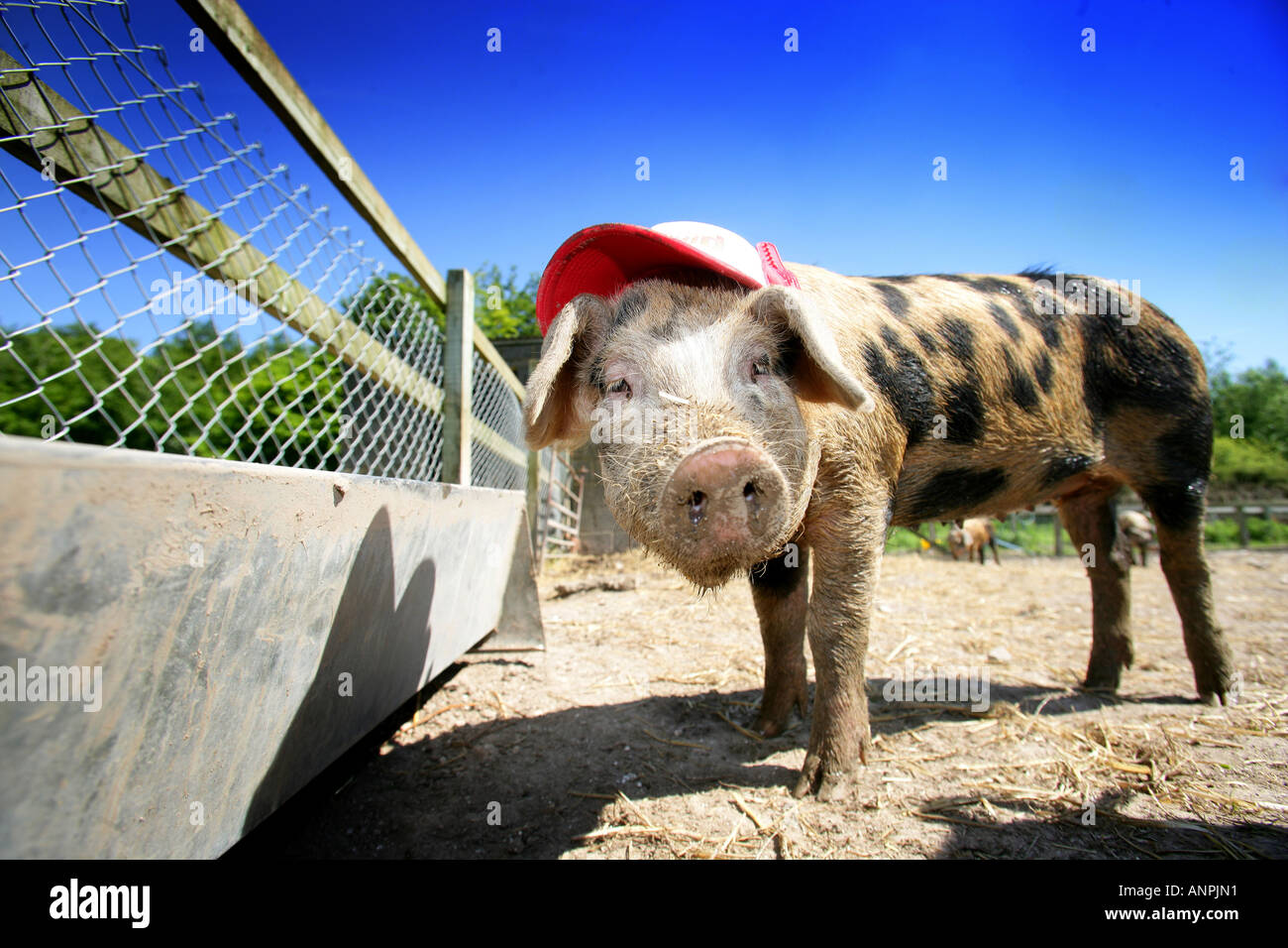 Pigs wearing hats racing at a farm in Hampshire UK Stock Photo - Alamy