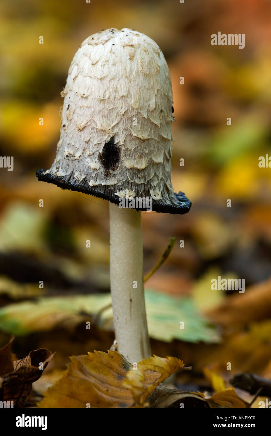 Shaggy Ink Cap Coprinus comatus Growing in leaf litter sandy hills bedfordshire Stock Photo