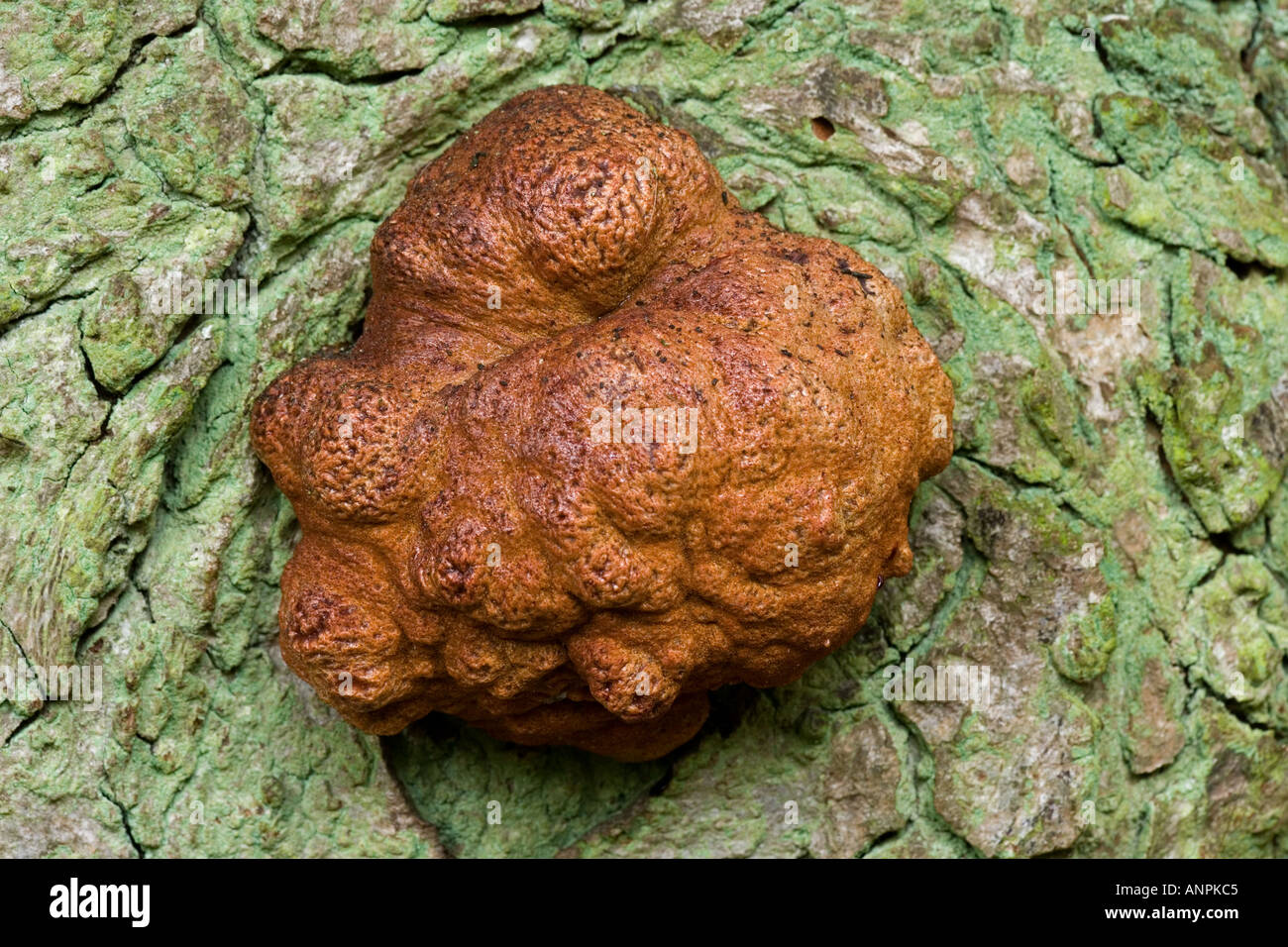 Fungal growth on Oak tree QUERCUS ROBOR Ashridge Bedfordshire Stock