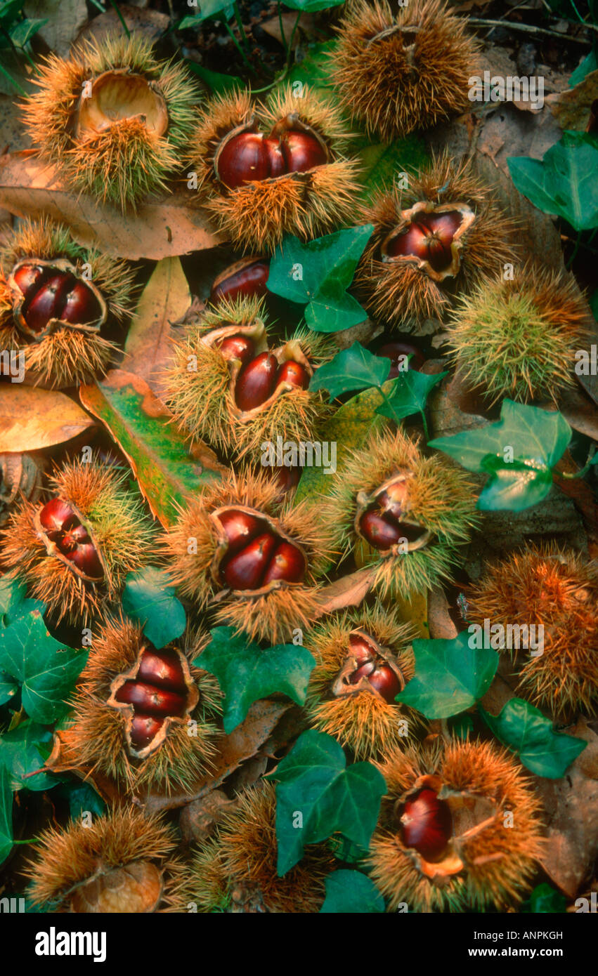 Hairy chest closeup hires stock photography and images Alamy