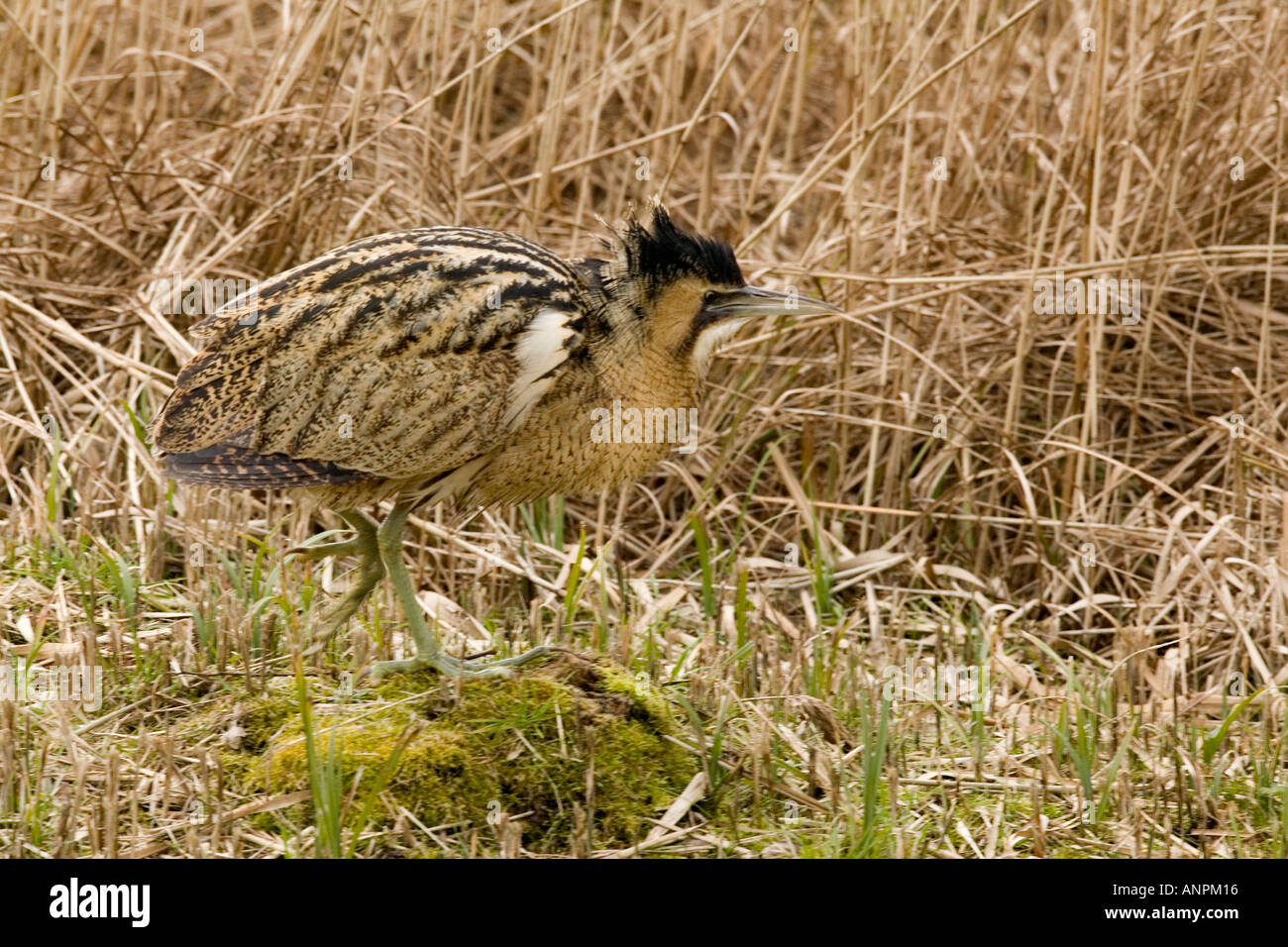 Bittern in reed bed botaurus hi-res stock photography and images - Alamy