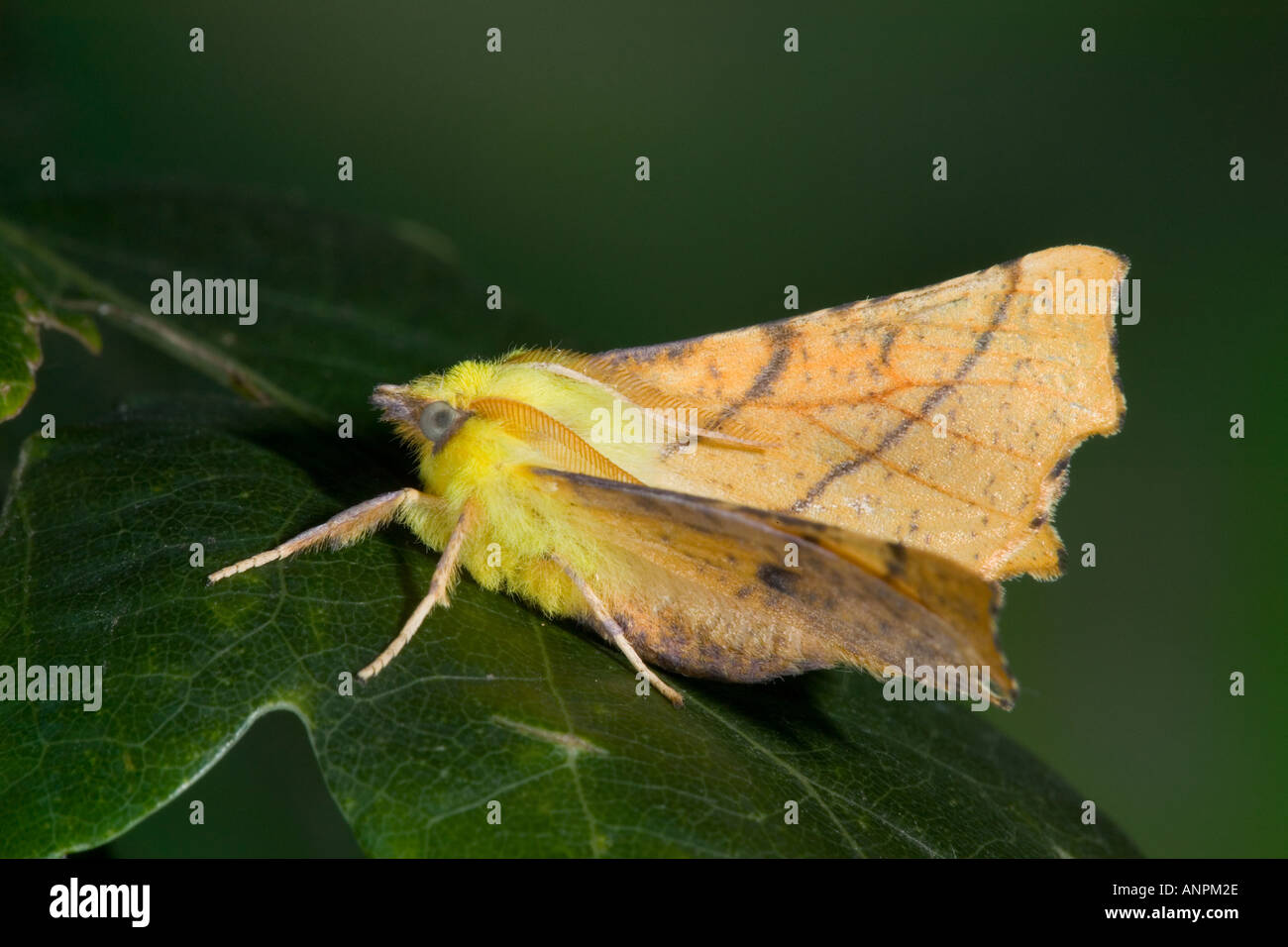Canary shouldered Thorn Ennomos alniaria at rest on bark with wings raises potton bedfordshire Stock Photo