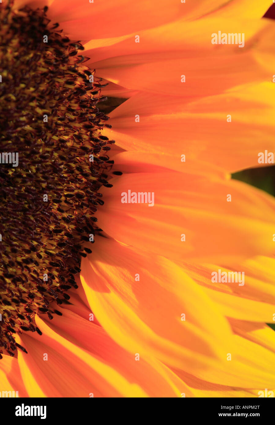 Close up of the florets and petals of a yellow sunflower Stock Photo