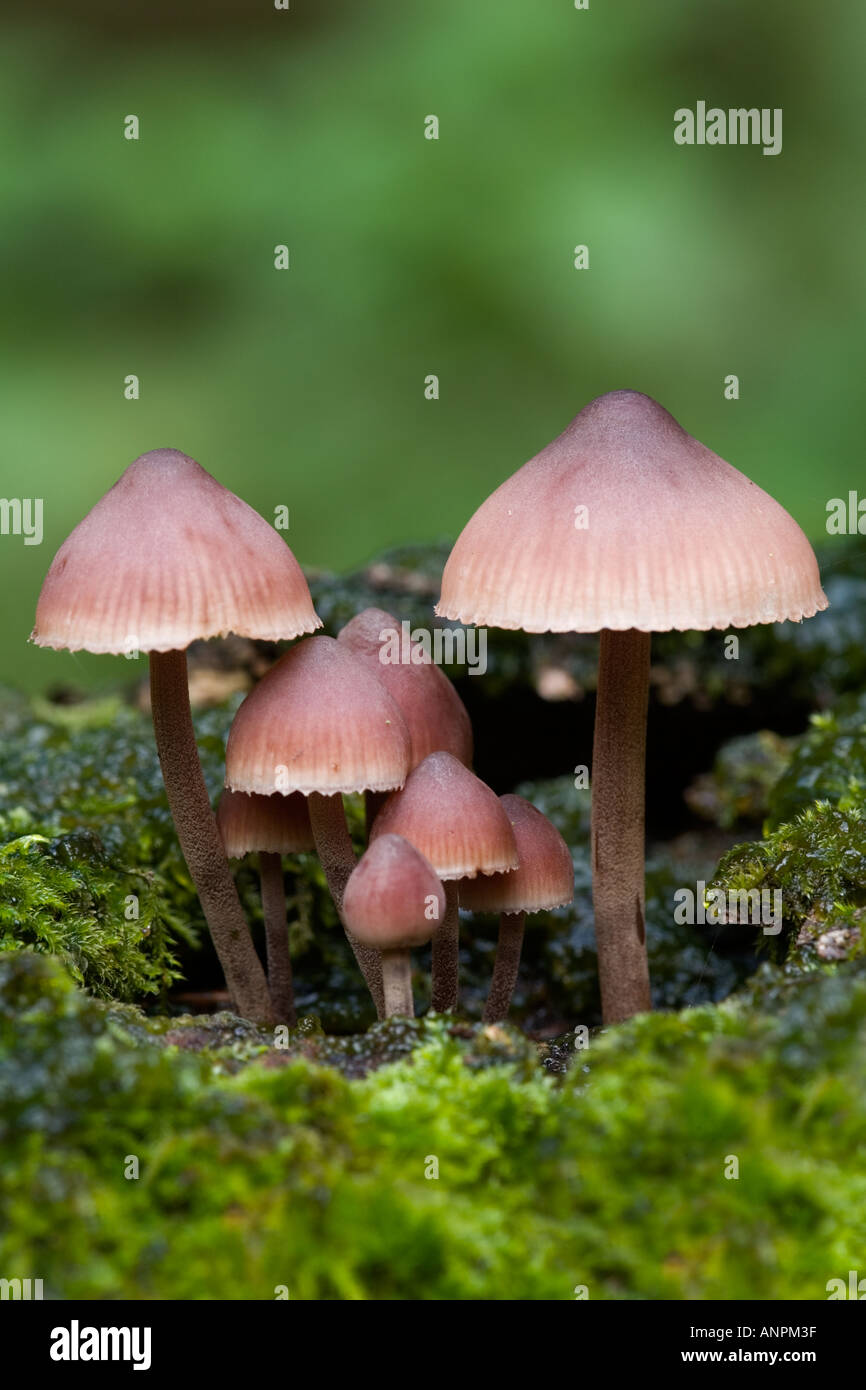 Nice group of Mycena pura var rosea growing on moss covered log with nice out of focus background ashridge Stock Photo