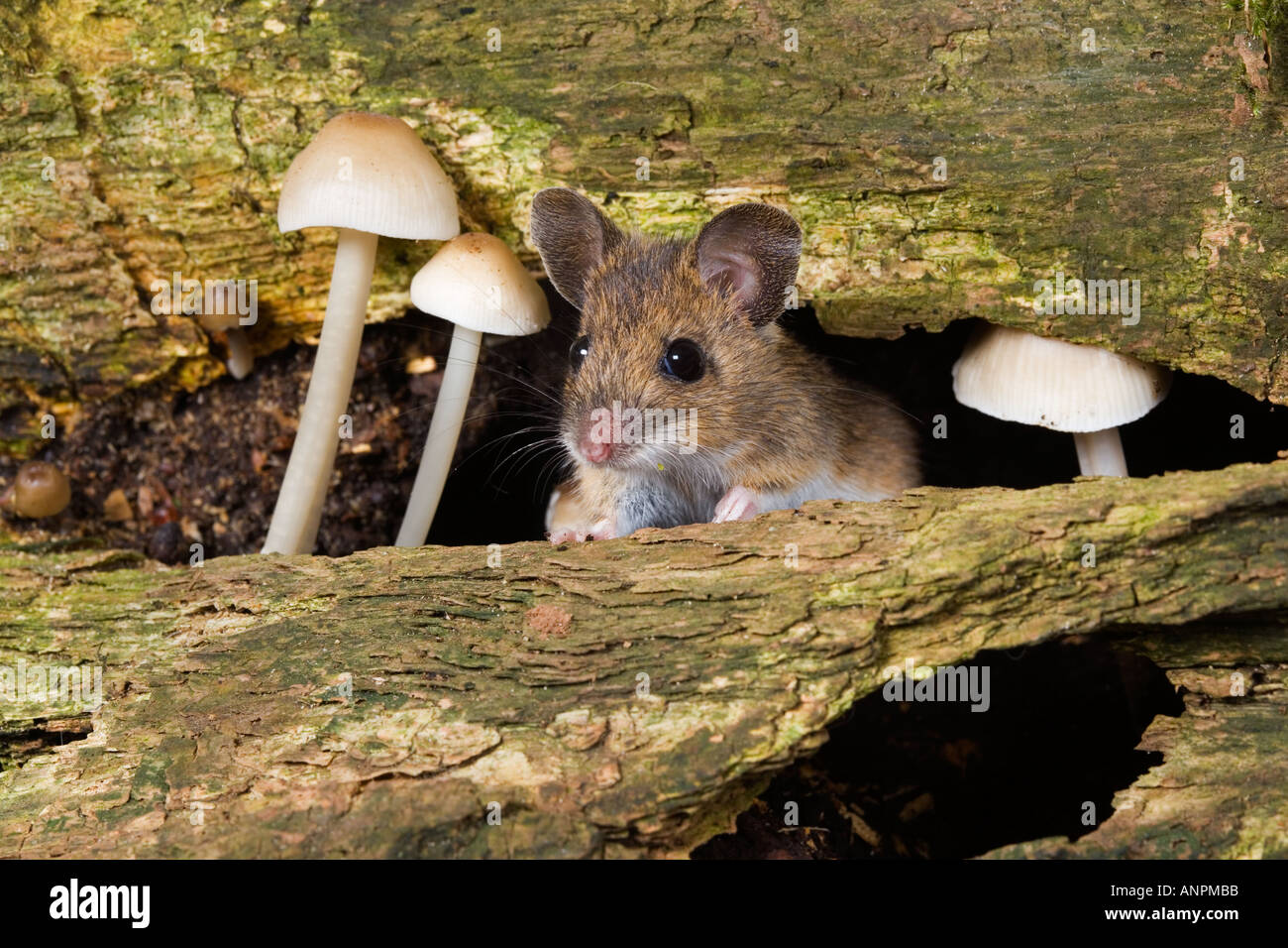 Wood Mouse Apodemus sylvaticus looking out of hole in wood next to