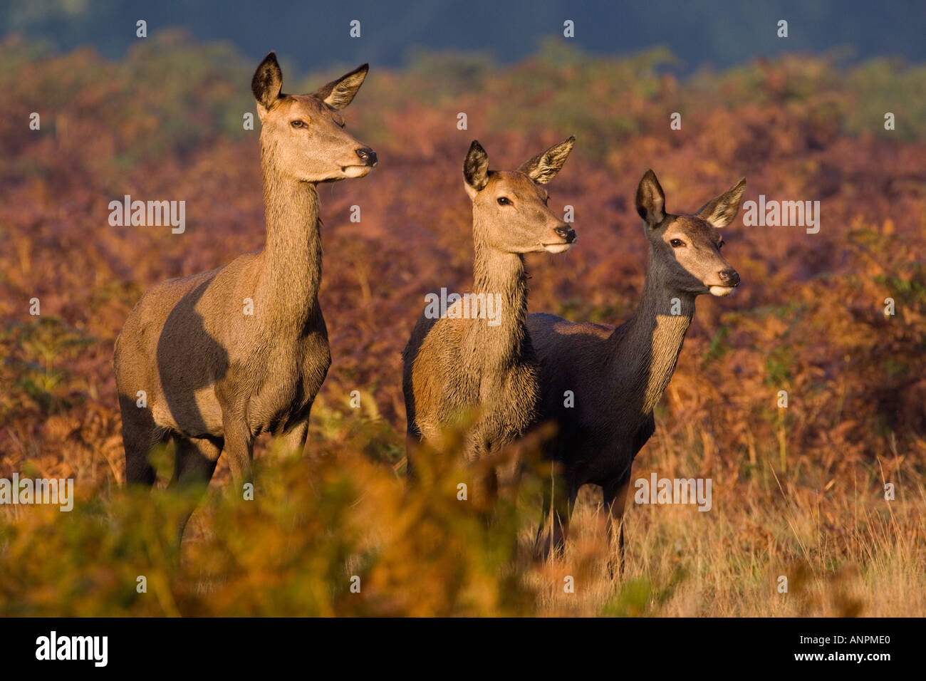 Red Deer Cervus elaphus three hinds standing bin a row looking alert with bracken as background richmond park london Stock Photo
