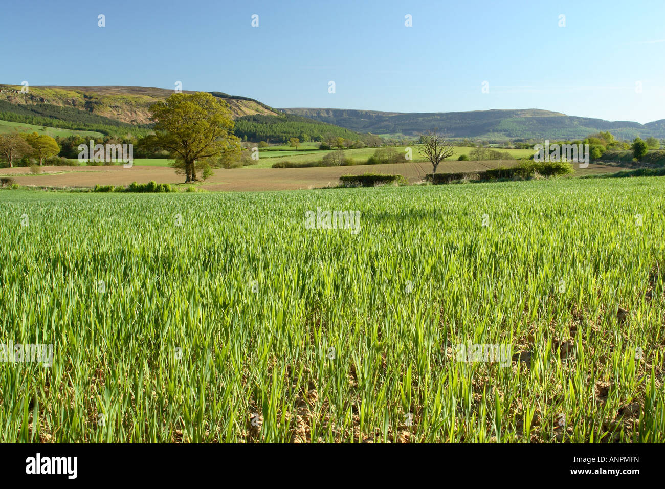 Cleveland Hills viewed over arable fields from near Kildale in North York Moors national park Stock Photo