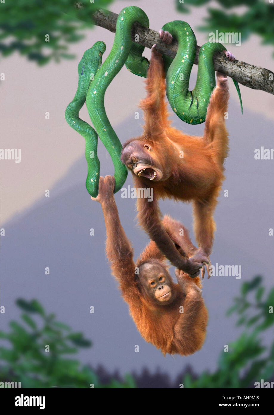 Hanging snake hi-res stock photography and images - Alamy