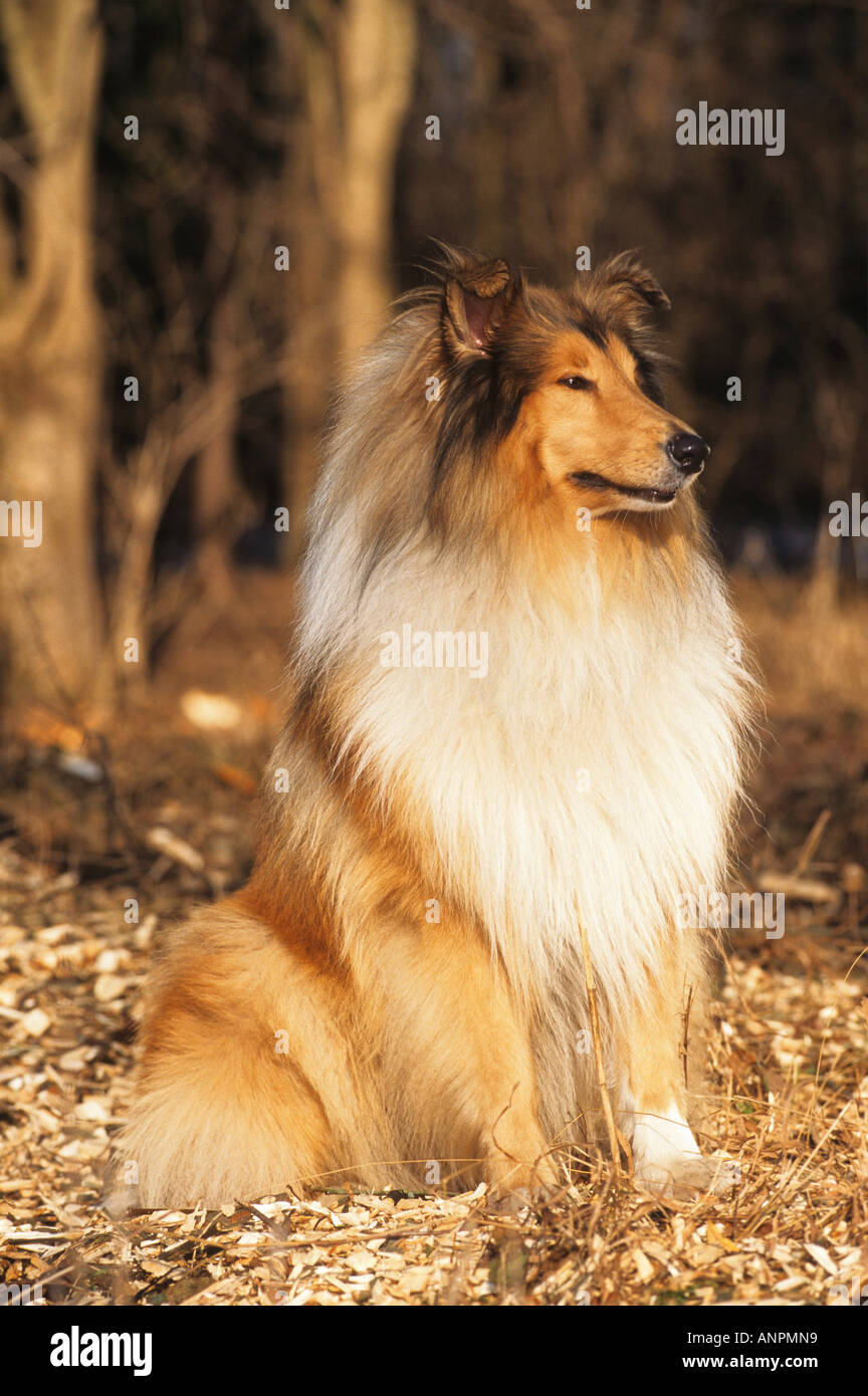 Lassie Dog Images – Browse 174 Stock Photos, Vectors, and Video