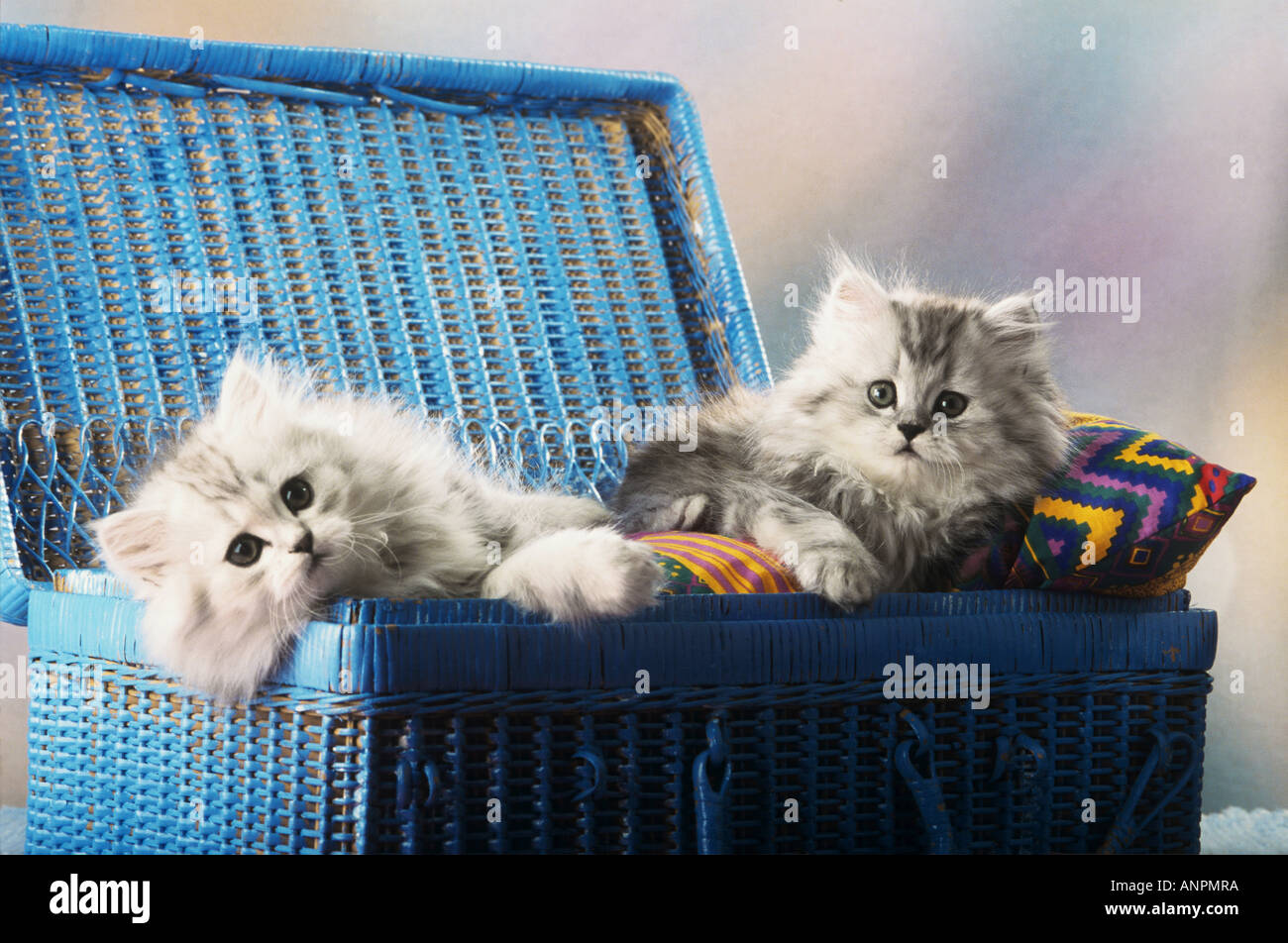 two young Persian cats lying in basket Stock Photo