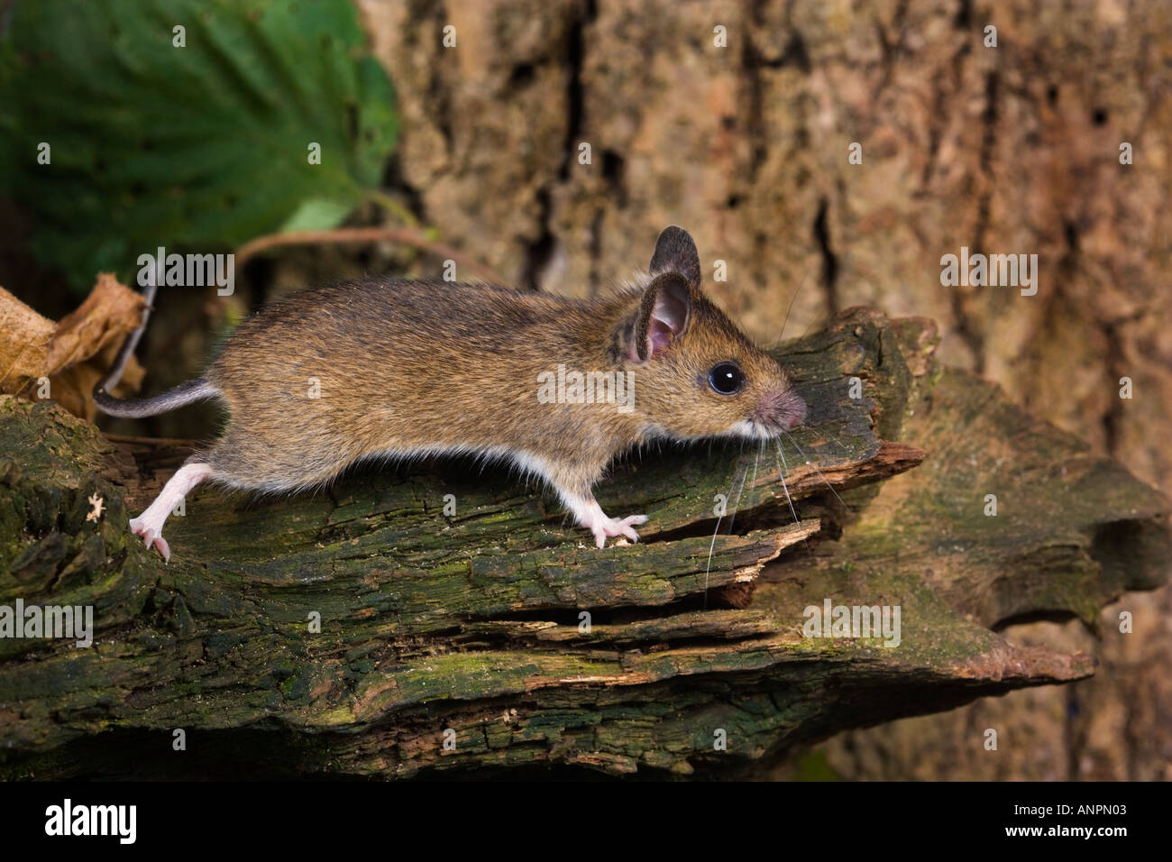 Wood Mouse Apodemus sylvaticus running across log looking alert potton ...