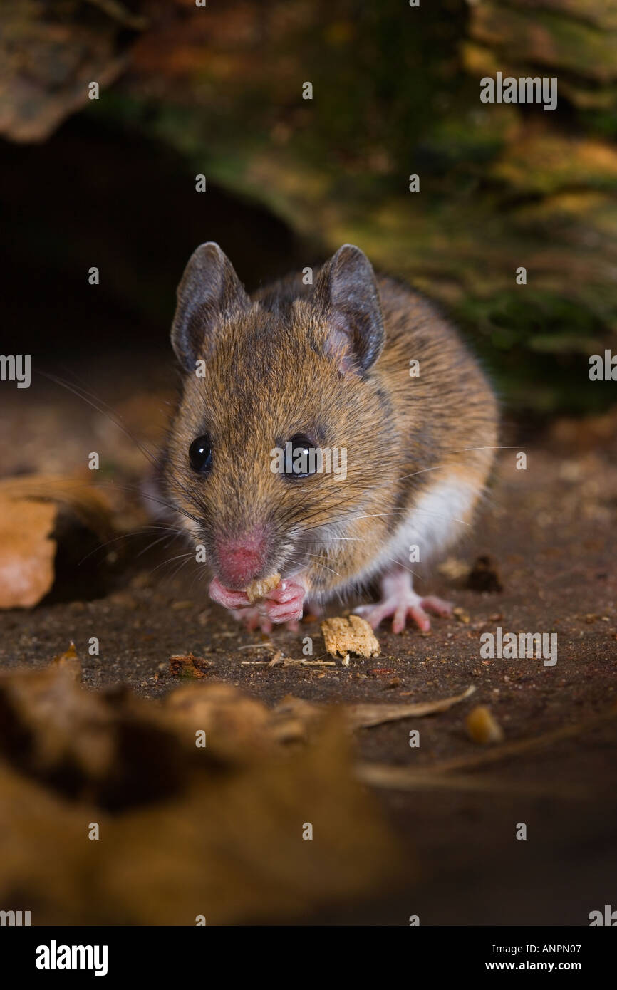 Fieldmouse uk hires stock photography and images Alamy