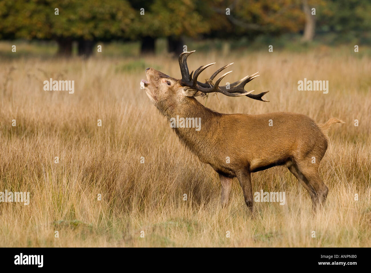 Red Deer Cervus elaphus stag with mouth open roaring standing in grass wth trees in background richmond park london Stock Photo