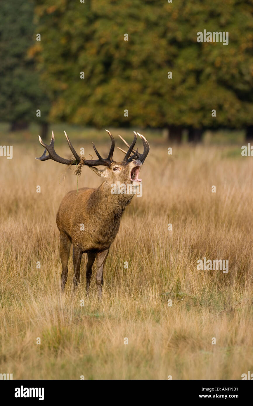 Red Deer Cervus elaphus stag with mouth open roaring standing in grass wth trees in background richmond park london Stock Photo