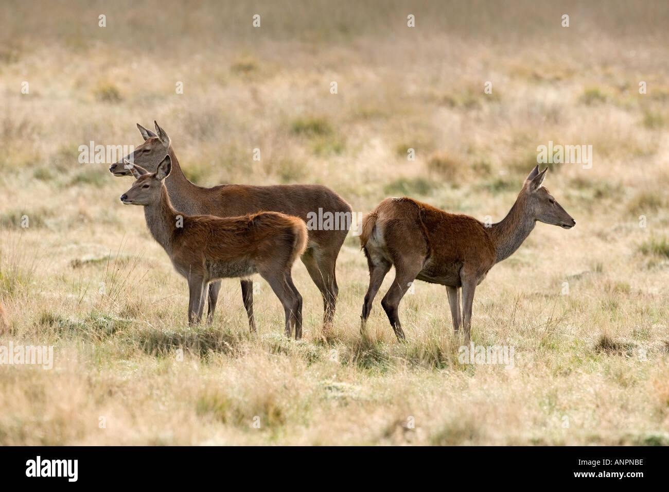 Red Deer Cervus elaphus Hinds standing in grass looking alert richmond park london Stock Photo