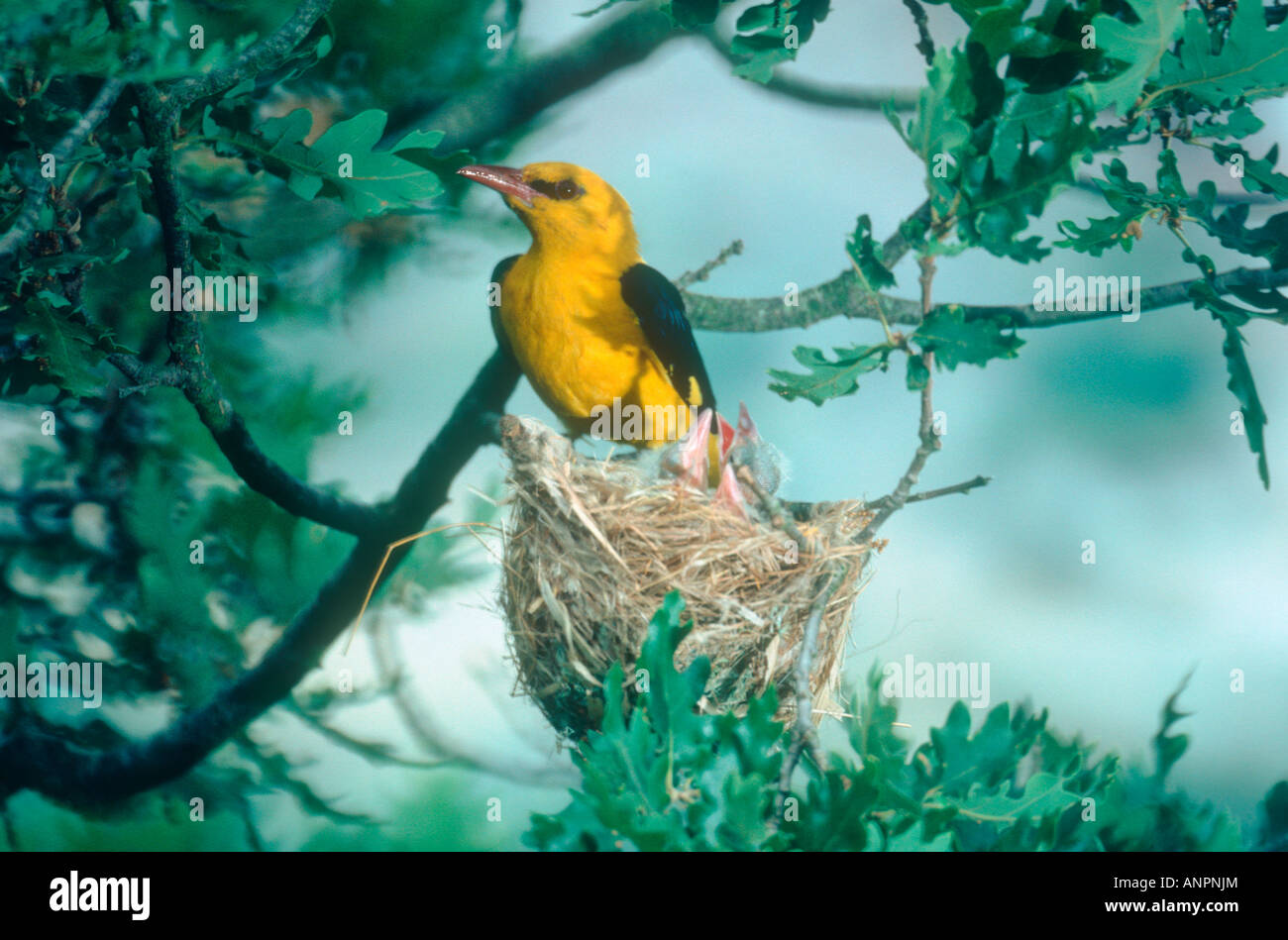 Golden oriole and nest hires stock photography and images Alamy