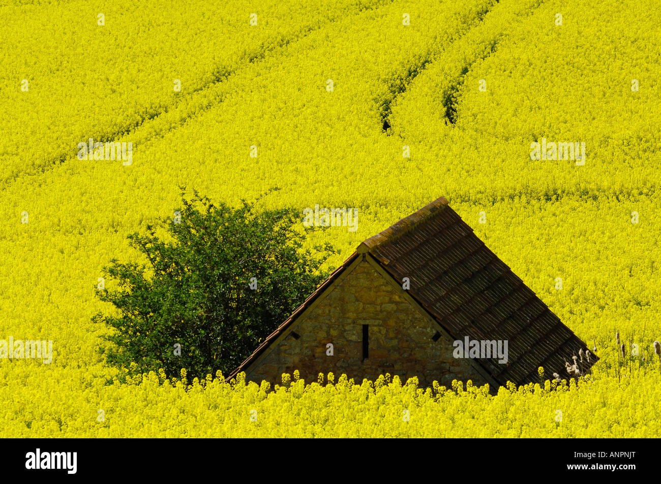 An abandoned farm building stands in a field surrounded by rapeseed in flower. Wrington, North Somerset, England Stock Photo