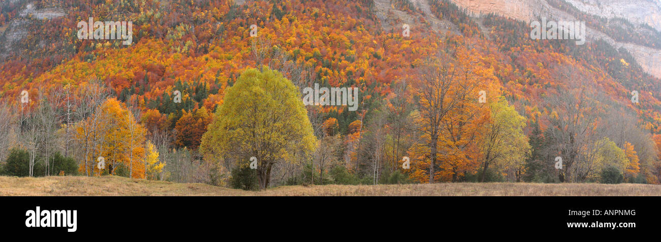 Ordesa Valley Autumnal panoramic view. Ordesa National Park. Huesca Province. Aragón. Pyrenees. Spain  [102,5 Mb] Stock Photo