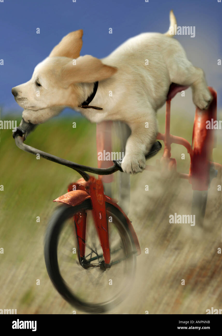 Golden Retriever puppy on bike Stock Photo Alamy
