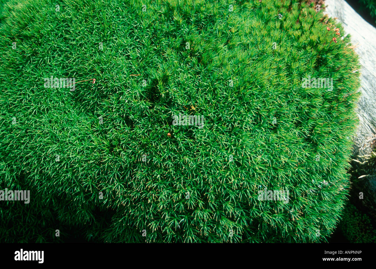 Moss, Grimmia sp. Close up Stock Photo