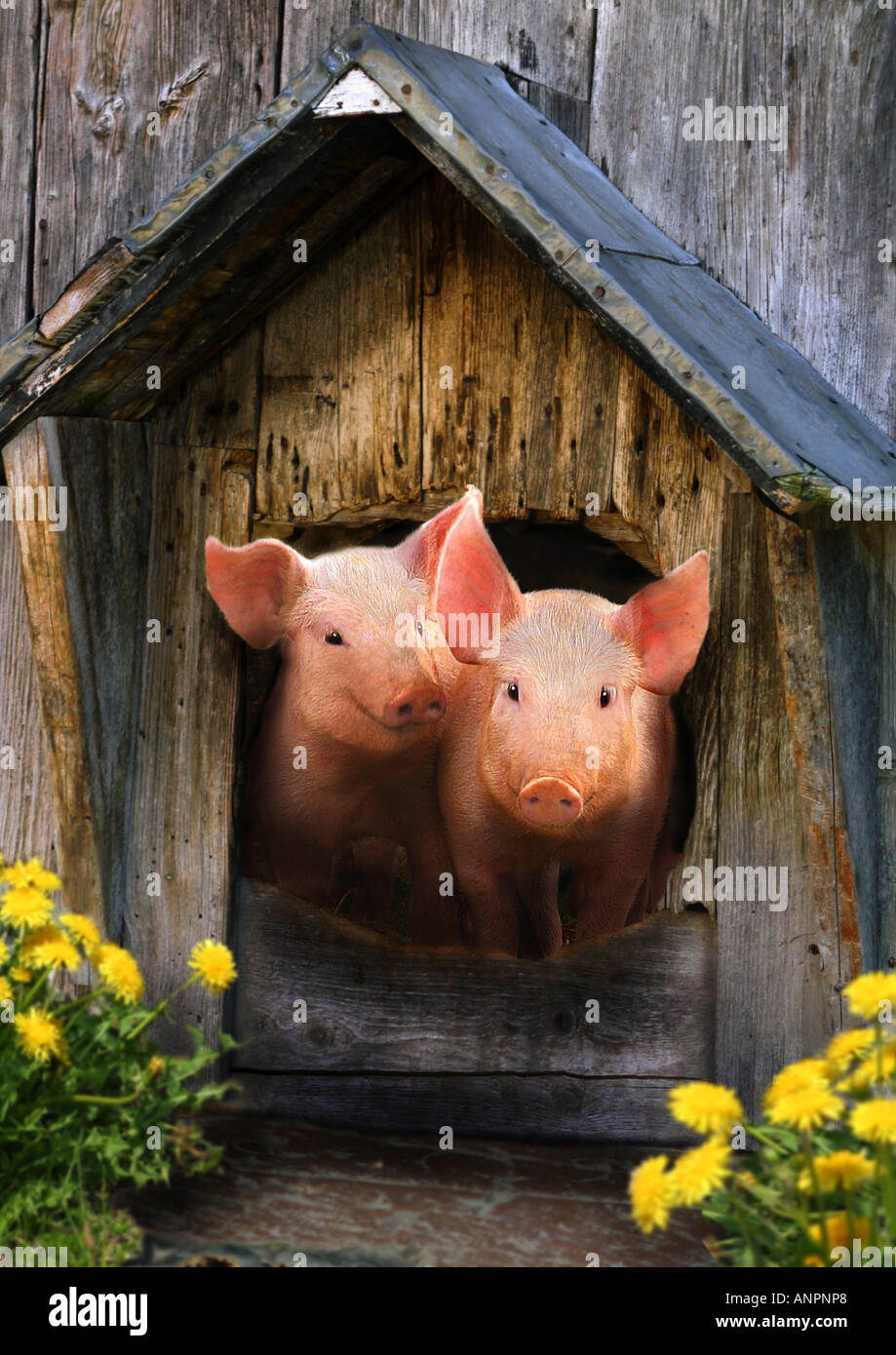 two pigs in dog house Stock Photo