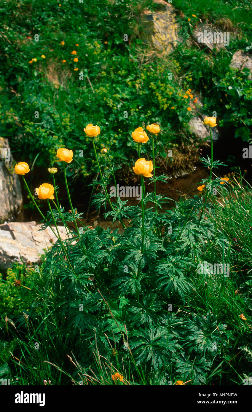 Globeflower, Trollius europaeus Stock Photo Alamy